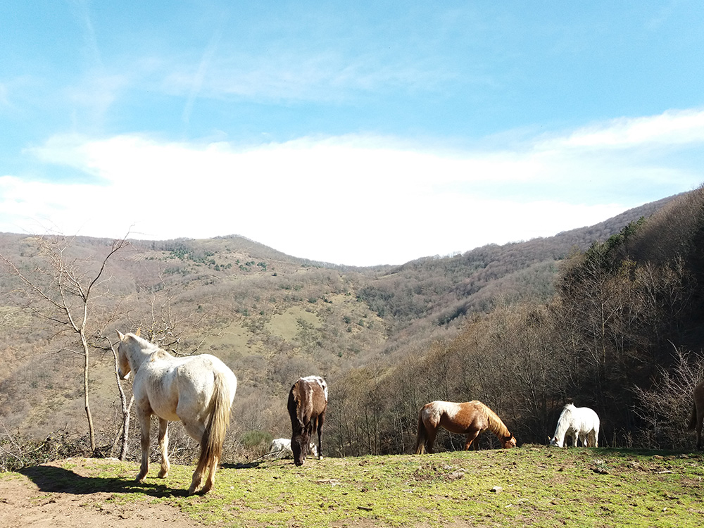 /PASSEGGIATA%20A%20CAVALLO