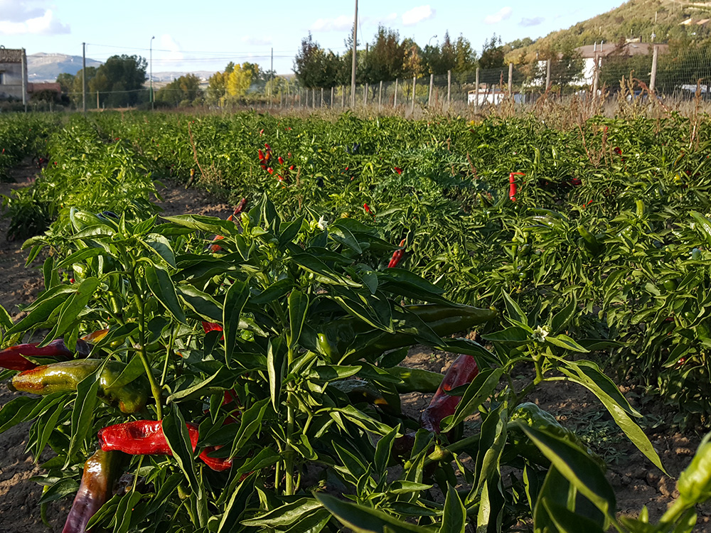 /RACCOLTO%20DEL%20GIORNO